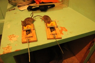 mices.jpg