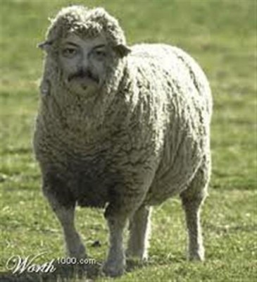 Sheep1.JPG
