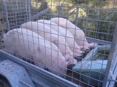 Piggies.jpg