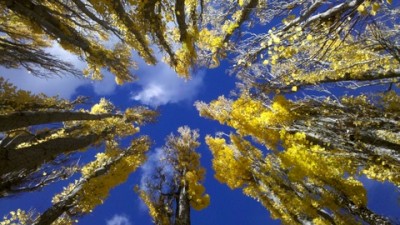 Popular Trees in Clarence great time to veiw in Autumn colours