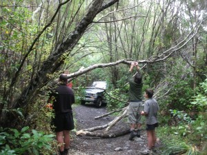 Clearing some tree fall